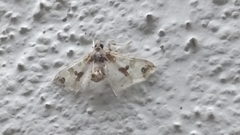 Leucinodes orbonalis