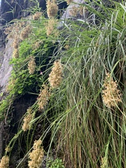 Carex ludwigii