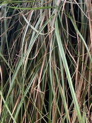 Carex ludwigii