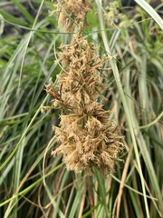 Carex ludwigii