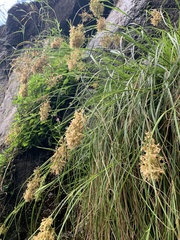Carex ludwigii