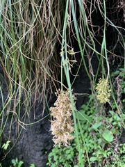 Carex ludwigii