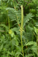 Pedicularis proboscidea