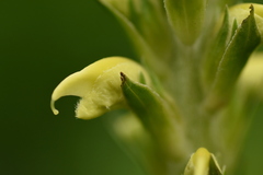 Pedicularis proboscidea