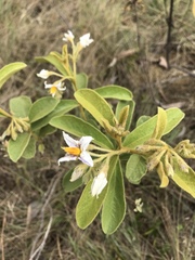 Solanum subumbellatum