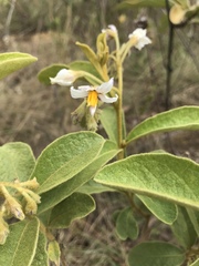 Solanum subumbellatum