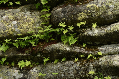 Thelypteris phegopteris iNat (3)