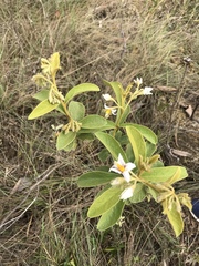 Solanum subumbellatum