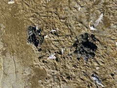 Pelecaniformes