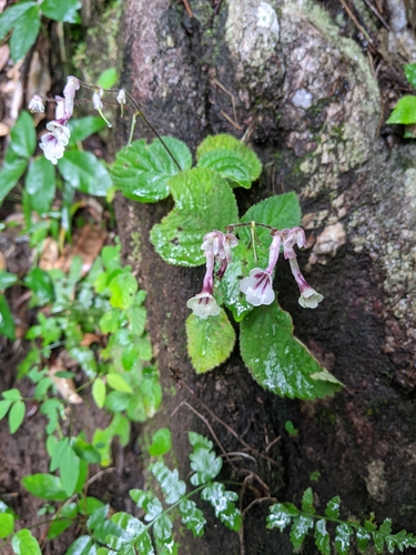 Didymocarpus kerrii · iNaturalist