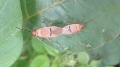 Dysdercus bimaculatus