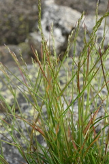 Poa glauca altaica