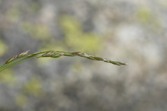 Poa glauca altaica