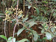 Photinia prunifolia