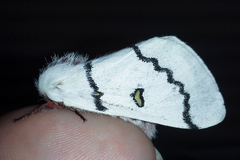 Hemileuca neumoegeni