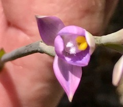 Thelymitra carnea