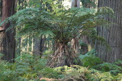 Cyathea australis