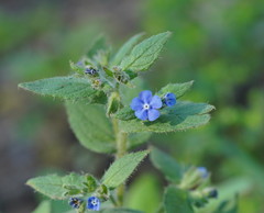 Pentaglottis sempervirens