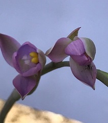Thelymitra carnea