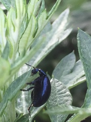 Chrysolina aurichalcea