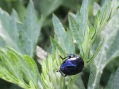 Chrysolina aurichalcea