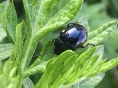 Chrysolina aurichalcea