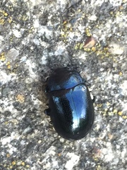 Chrysolina aurichalcea