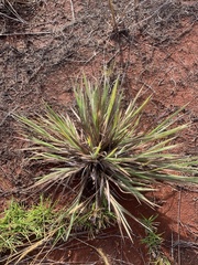 Dimeria chloridiformis