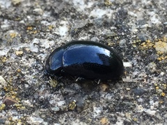 Chrysolina aurichalcea