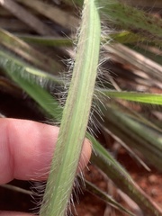 Dimeria chloridiformis