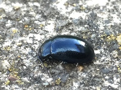 Chrysolina aurichalcea