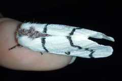 Hemileuca neumoegeni