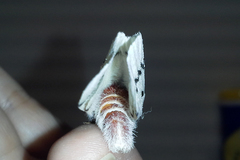 Hemileuca neumoegeni