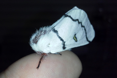 Hemileuca neumoegeni