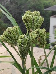 Eleusine coracana