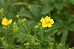 Potentilla asiatica