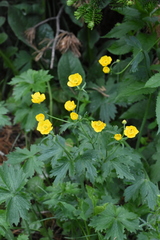 Ranunculus grandifolius