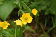 Ranunculus grandifolius