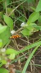 Aethaloessa