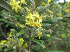 Corokia macrocarpa