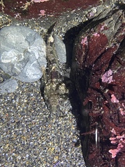 Oligocottus maculosus