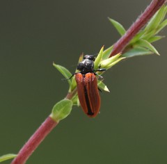 Castiarina erythroptera