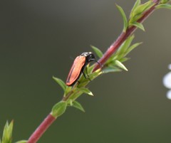Castiarina erythroptera