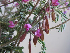 Lessertia brachystachya