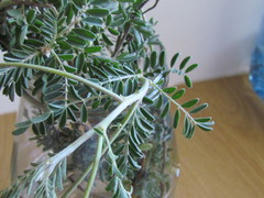 Lessertia brachystachya