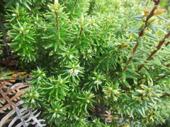 Leptecophylla robusta