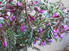 Lessertia brachystachya