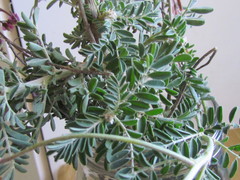 Lessertia brachystachya