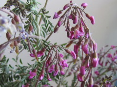 Lessertia brachystachya