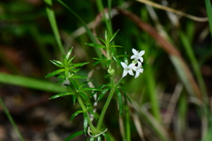 Asperula scoparia